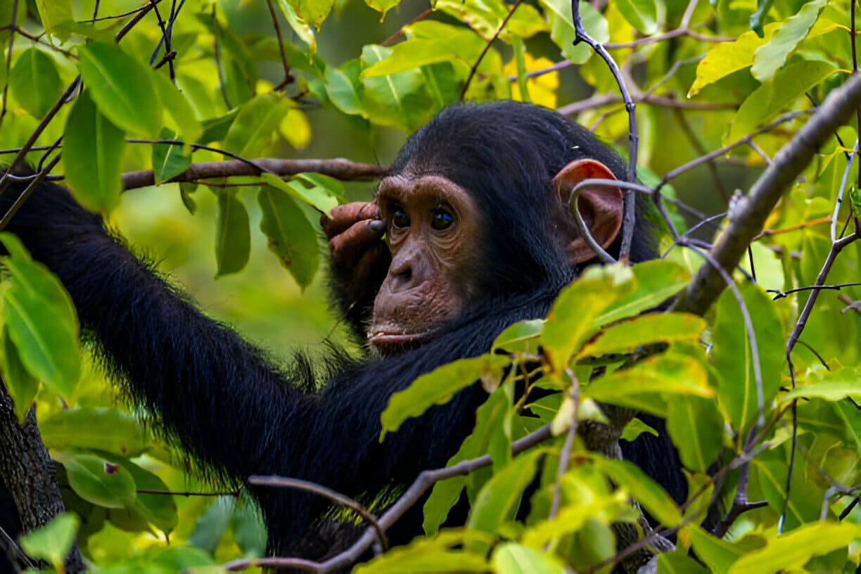 biodiv (1)